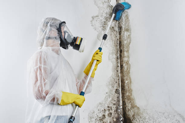 Certified Mold Removal in Prosser, WA