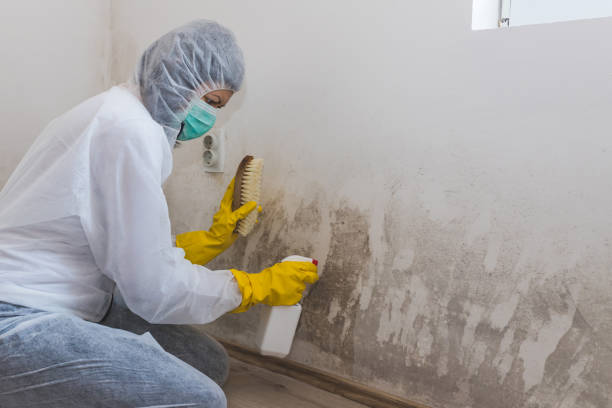 Best Mold Damage Repair  in Prosser, WA
