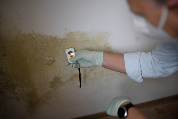 Home Mold Removal in Prosser, WA