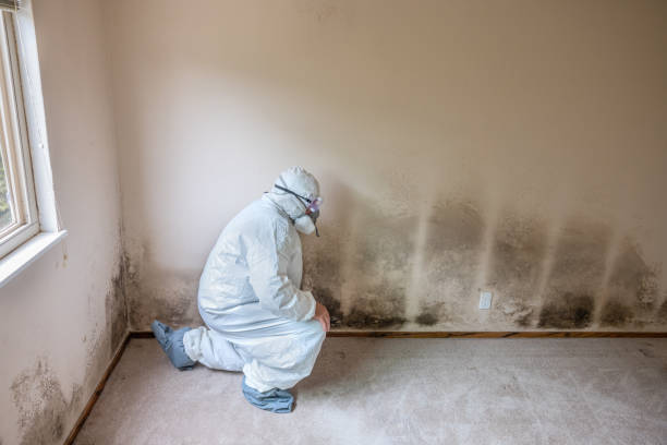 Best Mold Removal Process  in Prosser, WA