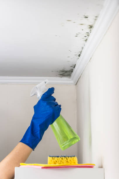 Best Attic Mold Removal  in Prosser, WA