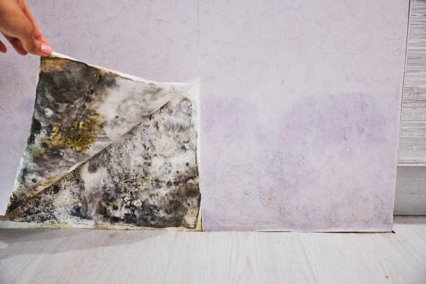 Attic Mold Removal in Prosser, WA